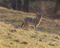 Backyard Lone Wile E. Coyote